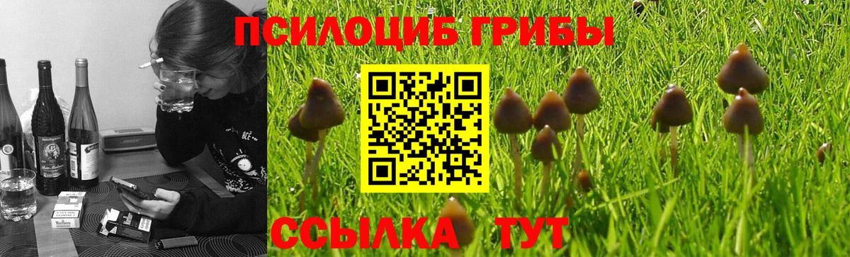 Галлюциногенные грибы Psilocybe Элиста